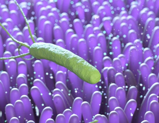 choroba bakteryjna bruceloza